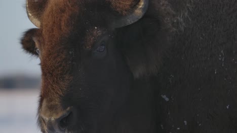 bison surviving the harsh winter in super slow motion