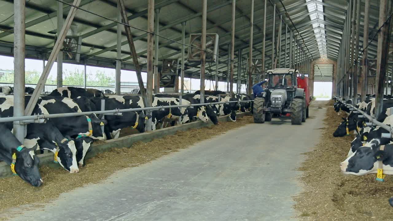 Cows in modern barn on dairy farm. Livestock farming. Agriculture industry