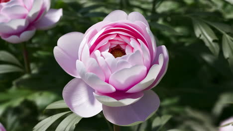 pink peony flower