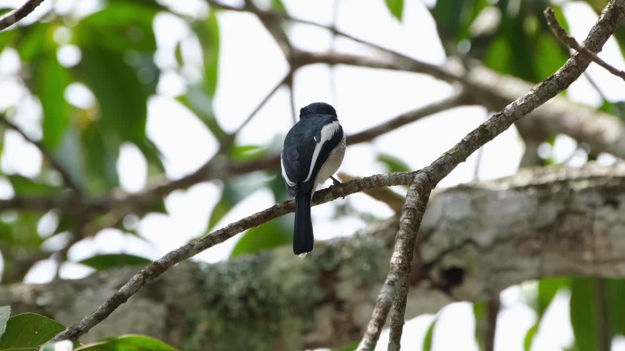 visto desde su parte trasera posado en una rama, luego gira a la derecha y mira a su alrededor y luego vuela hacia abajo, papamoscas-alcaudón de alas de barra, hemipus picatus, parque nacional de khao yai, tailandia