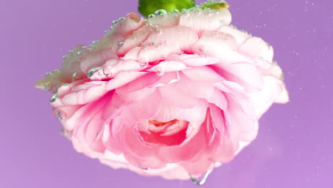 pink flower underwater with bubbles