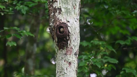 Mochuelo-De-Collar,-Taenioptynx-Brodiei,-Parque-Nacional-Kaeng-Krachan,-Tailandia