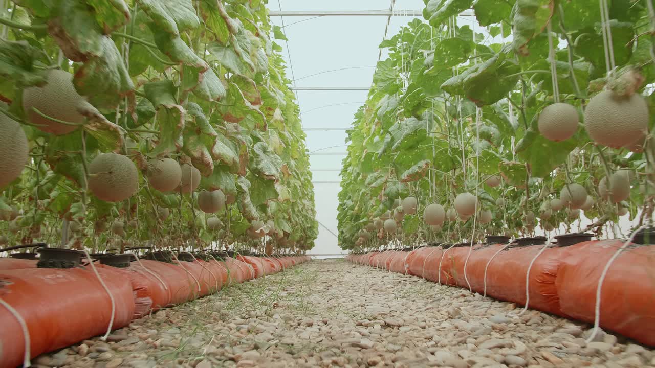 Cantaloupe Plants Growing in a Greenhouse