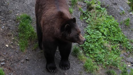 el oso marrón macho en sitka, alaska