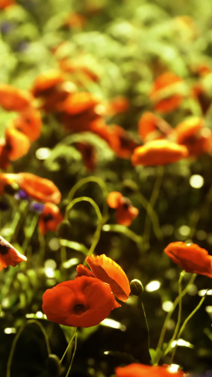 Vibrant poppy field under warm sun brings joy in springtime bloom