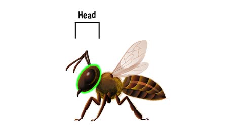 bee anatomy highlighted in a simple animation