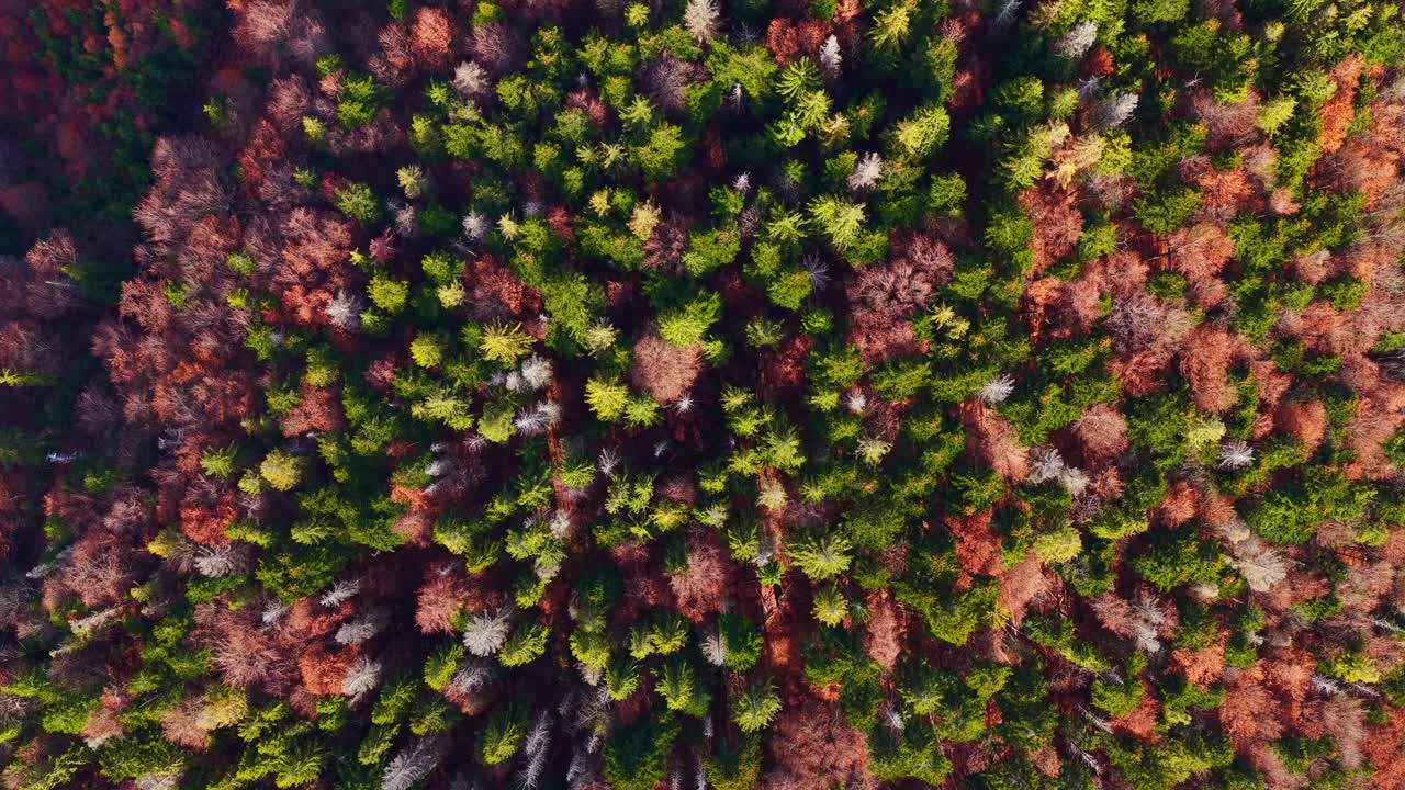 Drone shot of a colorful autumn forest canopy with a rich mix of evergreens and deciduous trees displaying warm seasonal tones and natural texture