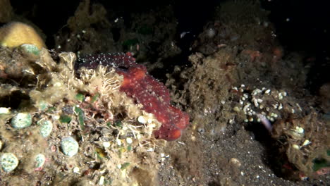 Smart-octopus-swimming-between-corals-at-night,-slow-motion