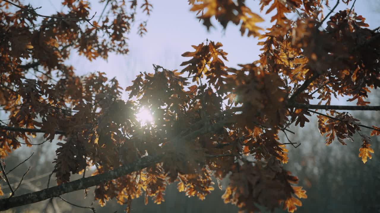 Sunlight filtering through vibrant autumn leaves, symbolizing hope, renewal, and the beauty of change. Warm orange and golden tones dominate the scene.