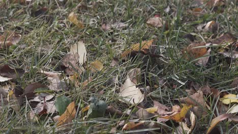 fallen leaves shake in light wind on thin green grass lawn