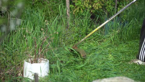 mown grass. the process of mowing tall grass with a trimmer