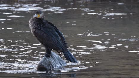 a cormorant stands on a rock in a tranquil water setting, with another bird swimming nearby.