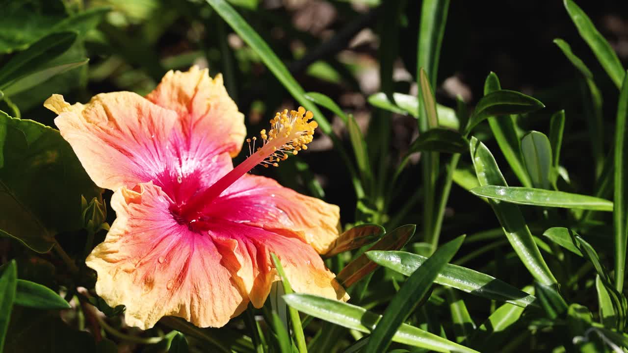 Primo piano di un vivace fiore di ibisco