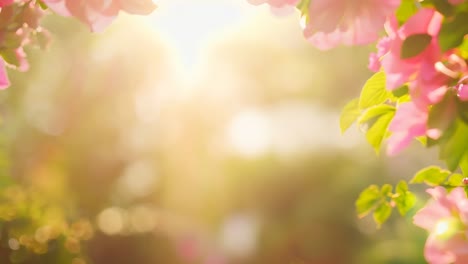 a bunch of pink flowers that are in the sunlight