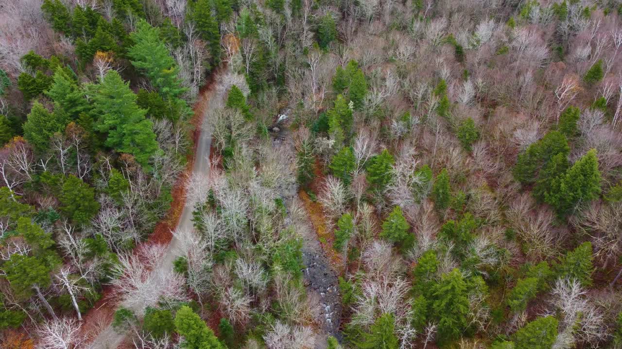 un arroyo serpenteante a través de un denso bosque de otoño, vista aérea