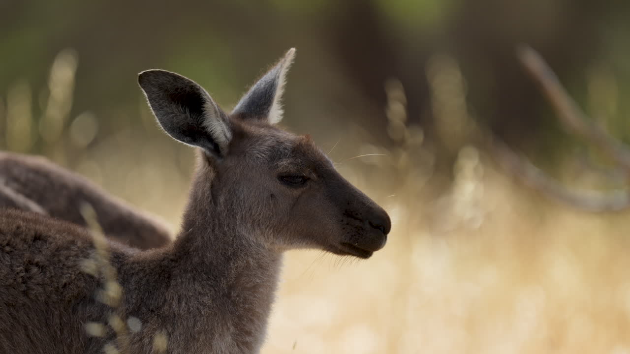 cerca de un canguro en el parque de conservación deep creek en el sur de australia en verano