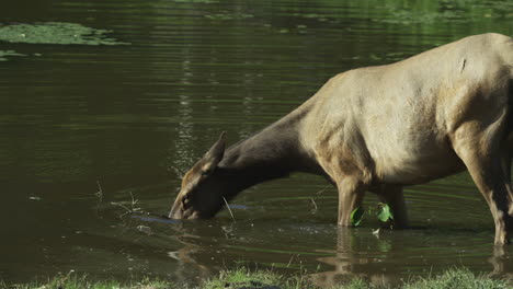 Kanadische-Tierwelt---Majestätische-Hirsche,-Die-Am-Ufer-Eines-Flusses-Entlang-Spazieren