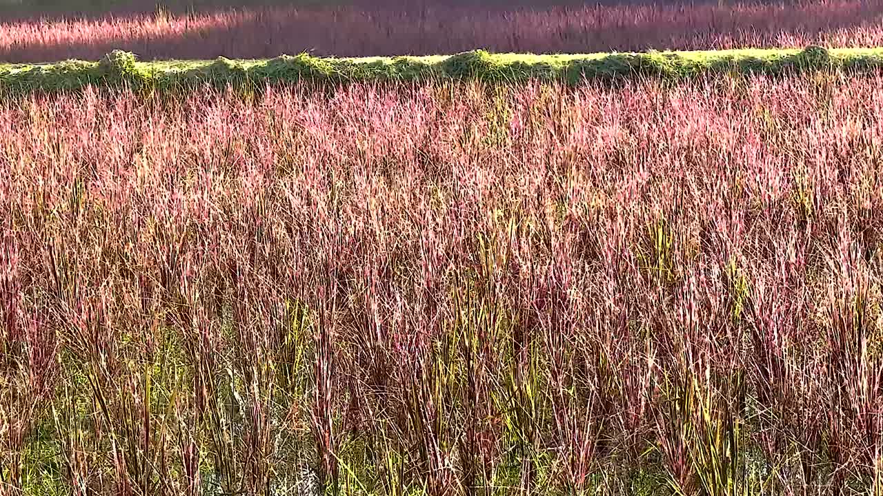 pájaros volando sobre un campo colorido