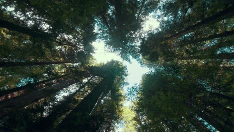 Zeitrafferwolken-Reisen-über-Riesige-Rote-Holzbäume-In-Einem-Humboldt-Wald