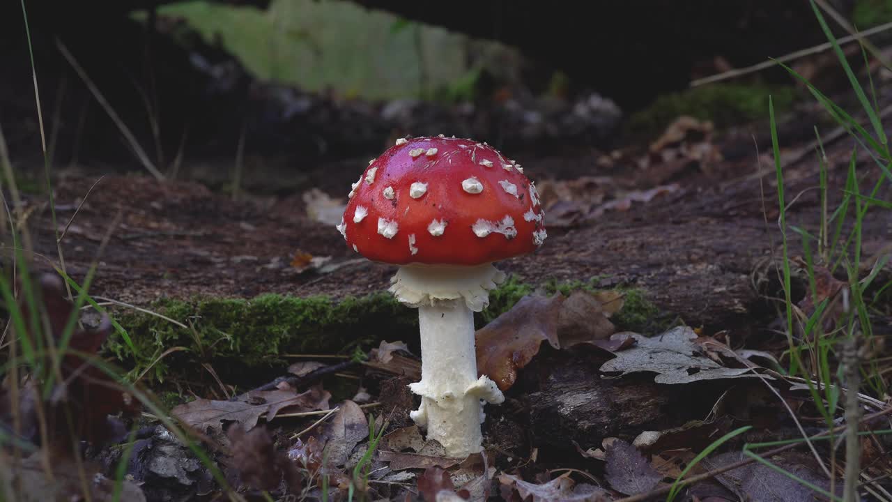 Fly Agaric Fungus,Amanita muscaria, growing on woodland floor