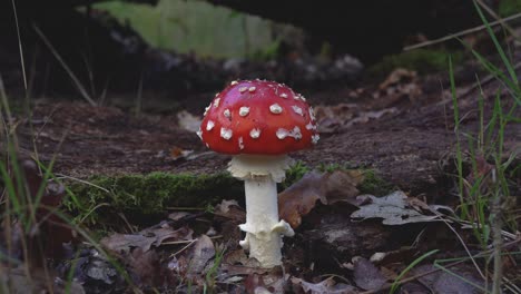 fly agaric fungus,amanita muscaria, growing on woodland floor