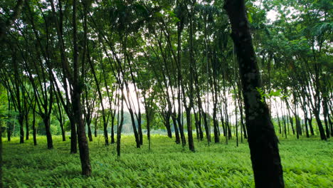 Drone-shot-of-an-outward-view-of-a-dense-forest-in-Nepal-with-tall-trees-and-green-herbs-surrounding-the-land-with-positive-vibration