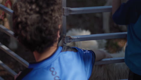people watching sheep behind a fence