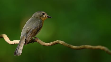 Indochinese-blue-flycatcher,-Cyornis-sumatrensis,-showing-its-side-view-from-the-back-and-looks-deep-into-the-forest