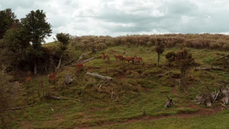 herd of deer standing on slope of small hill anxiously looking at camera