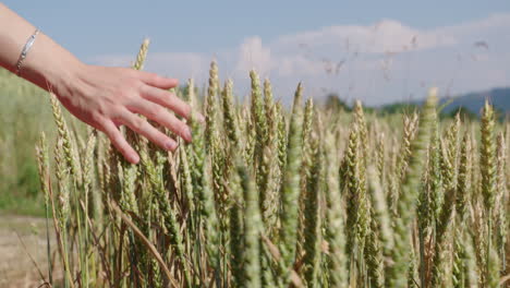 Una-Mujer-Acaricia-Un-Campo-De-Cereales