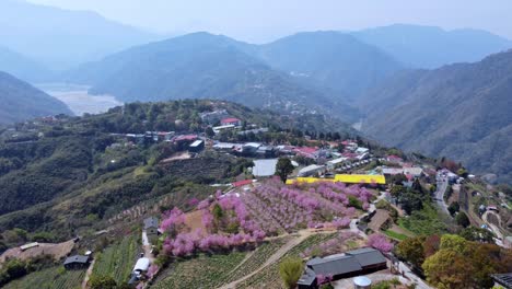 Un-Pueblo-Vibrante-Con-Flores-De-Cerezo-En-Flor-Entre-Terreno-Montañoso,-Vista-Aérea