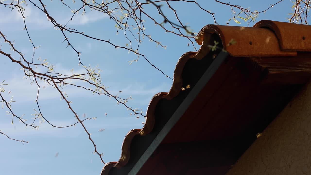 Handheld slow motion shot of bees flying in and out the corner of a  tiled roofline.