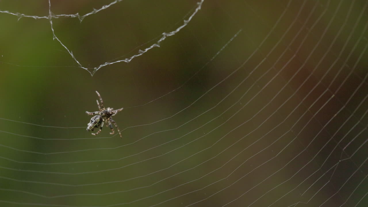 Rappresentazione intricata di un ragno che tesse la sua tela di seta, filo dopo filo, nella quiete della luce mattutina
