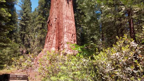 tilting up shot from ground level of the general grant giant sequoia tree, 3rd largest living organism in the world