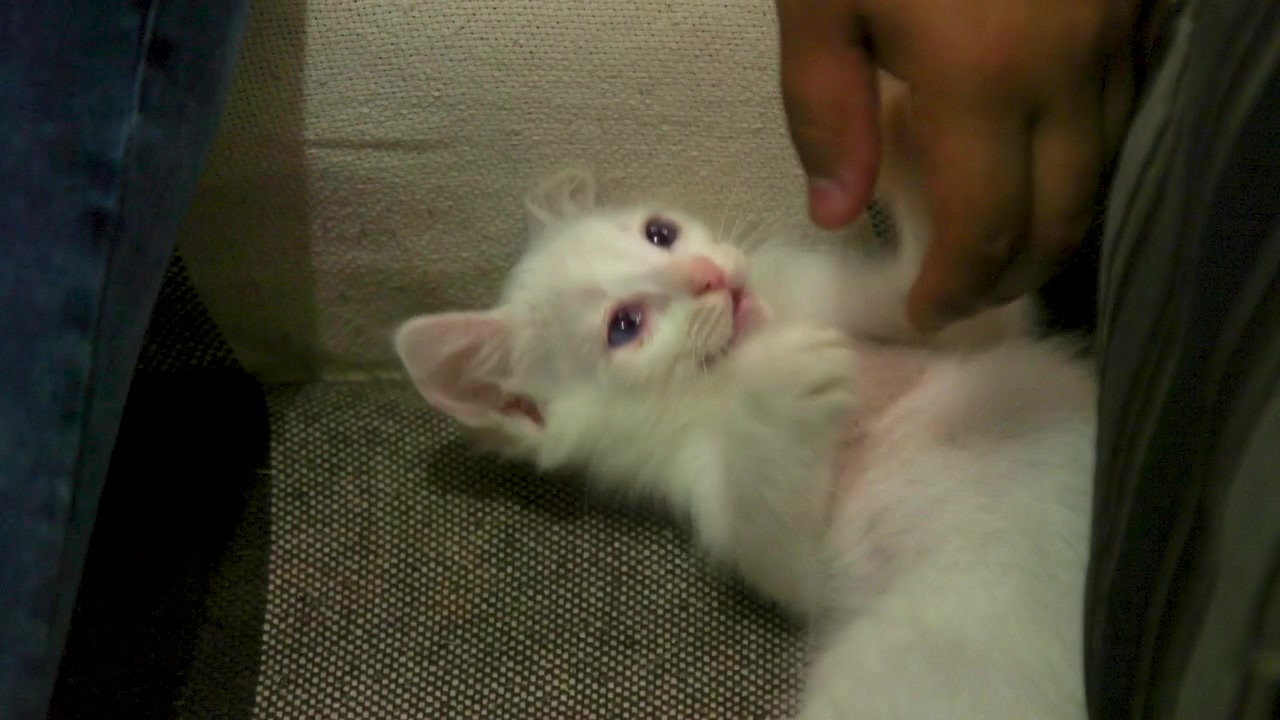 Ragazzo gioca con un gattino bianco, scatto ravvicinato.