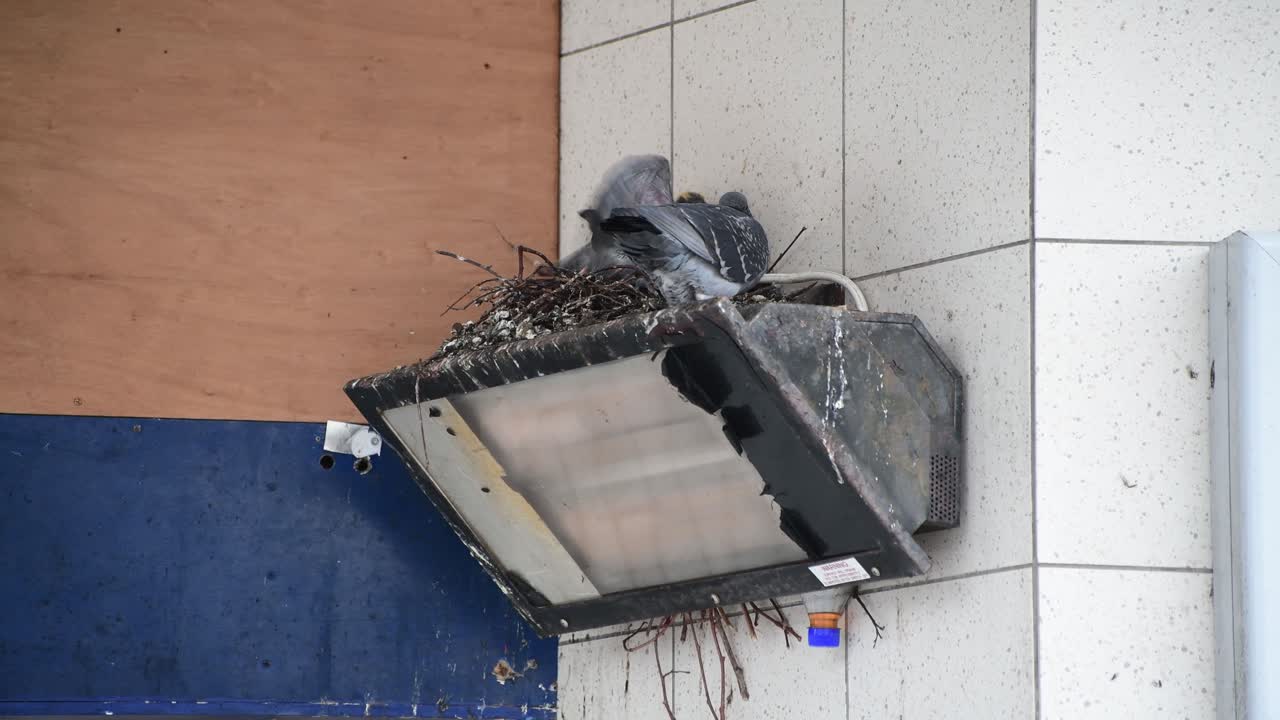 성체 비둘기가 새 새끼에게 날아간다