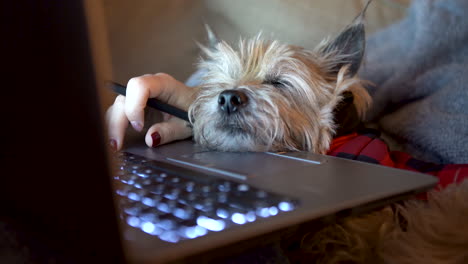 dog falling asleep on laptop