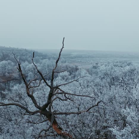 aerial view of winter forest