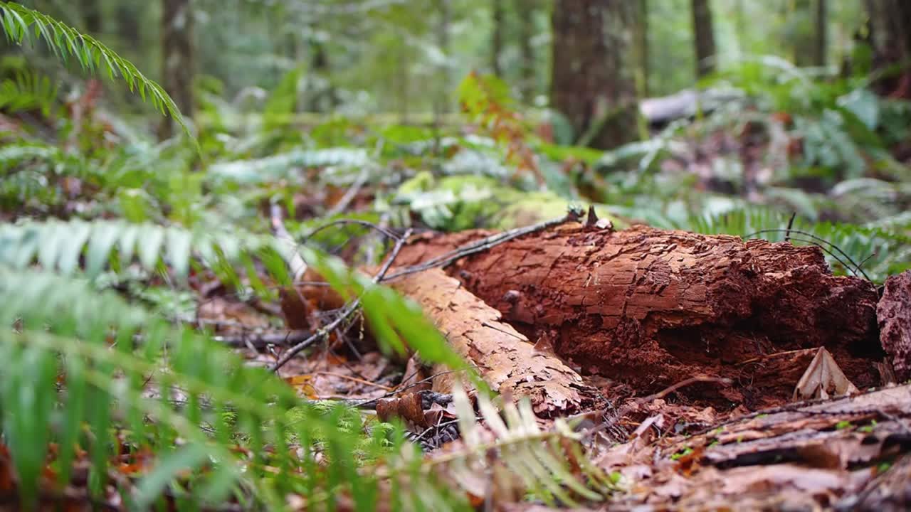primer plano de la pierna y las botas pasando por un tronco en un bosque en columbia británica, canadá