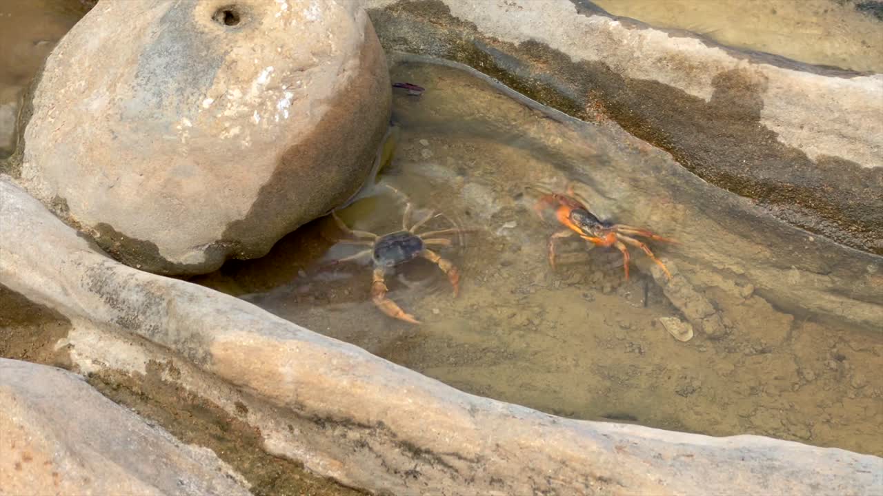 dos cangrejos de agua dulce se atacan en aguas poco profundas en la isla de socotra, yemen