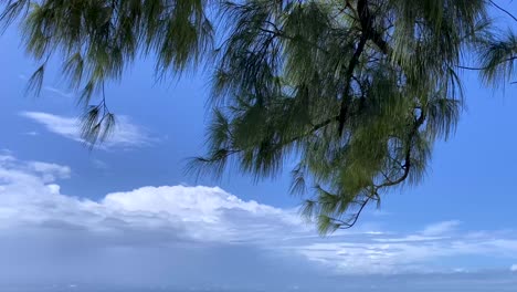 cielo y árbol de la playa de boa viagem, receta
