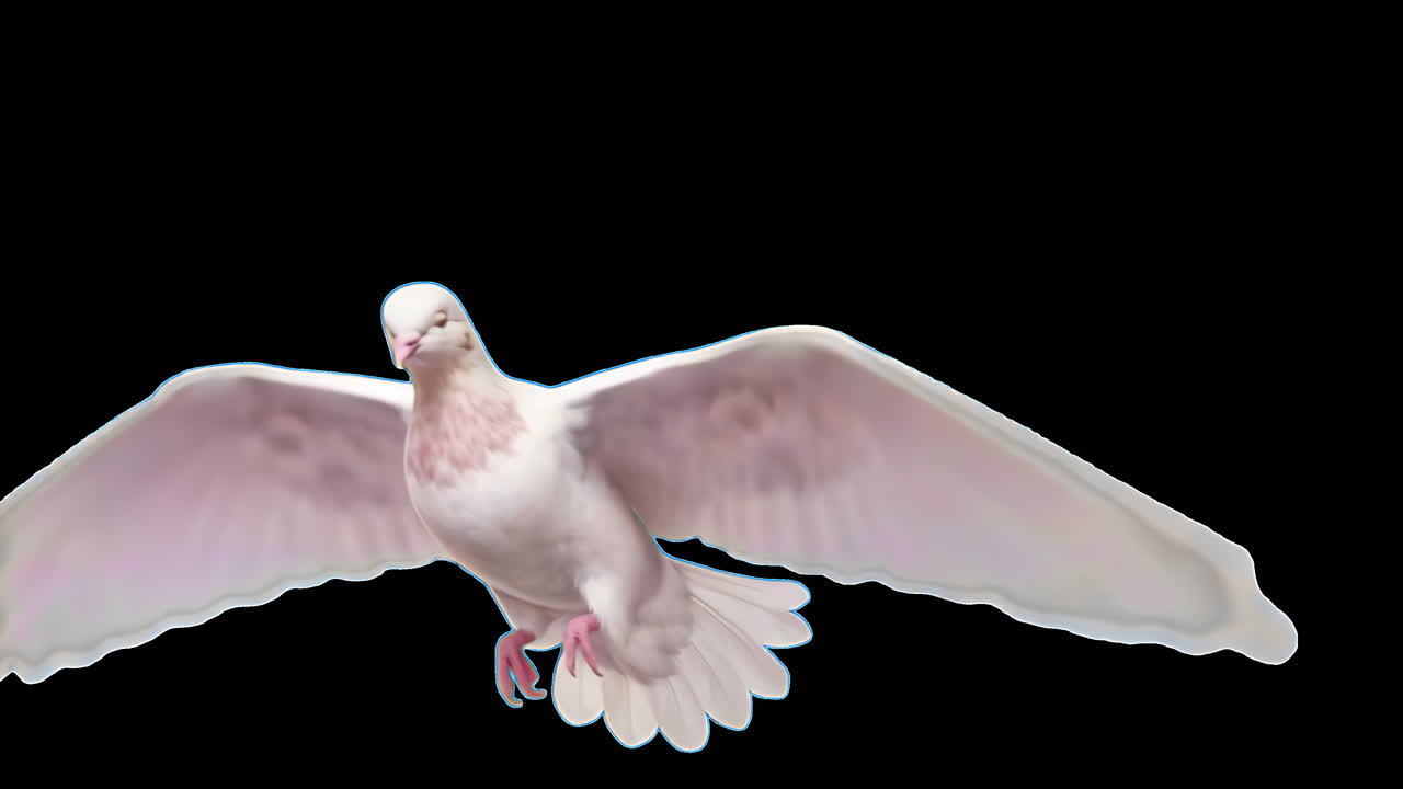 Graceful dove in flight animated overlay, transparent 4K video, alpha channel, ProRes 4444