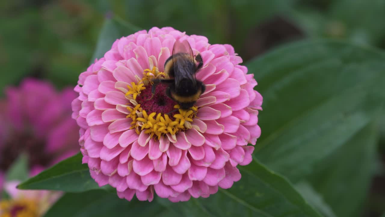foto macro de un abejorro en flor, recolectando néctar en un día soleado en verano