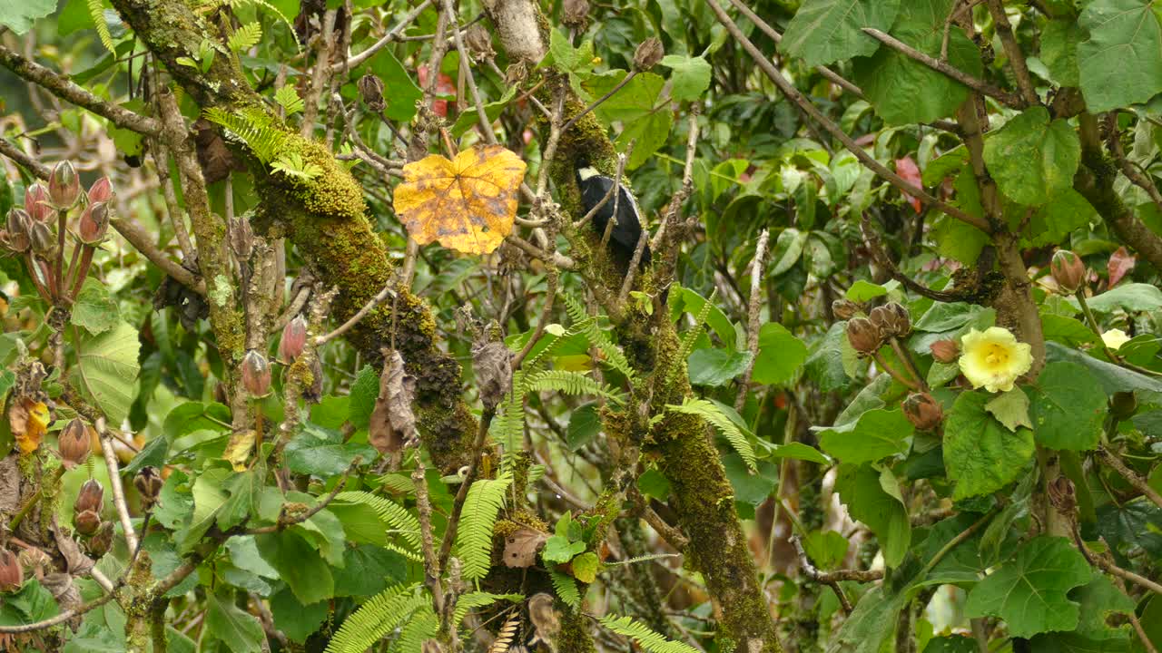 코스타리카 열대 우림에서 비행하기 전에 이끼 나무 가지에서 도토리 딱따구리를 쪼아