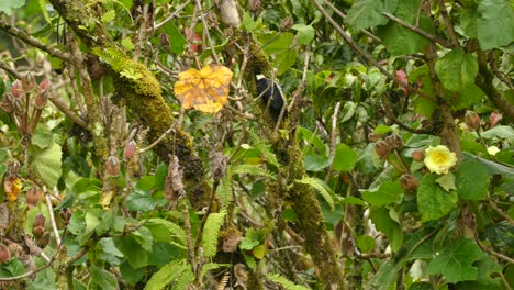 Acorn-Woodpecker-pecking-at-a-mossy-tree-branch-before-taking-flight-in-the-Costa-Rica-rain-forest