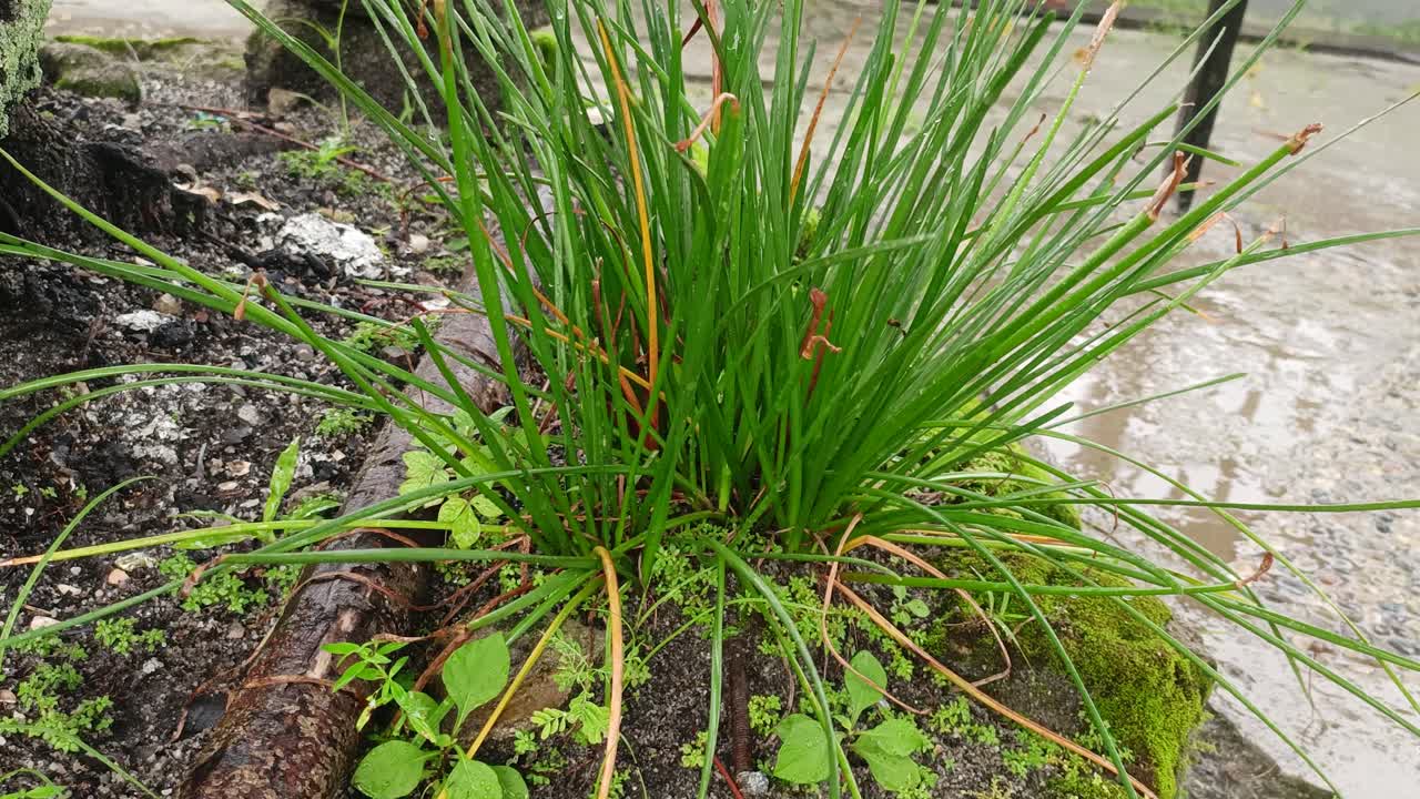 hojas de hierba de limón y agua de lluvia, naturaleza