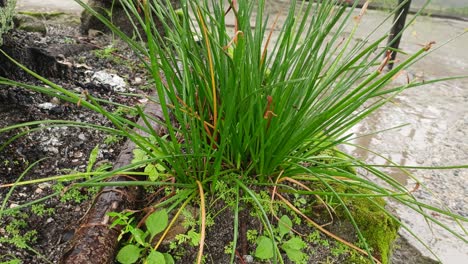 Zitronengrasblätter-Und-Regenwasser,-Natur