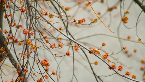 Spring branches slow motion close shot