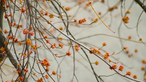 spring branches slow motion close shot