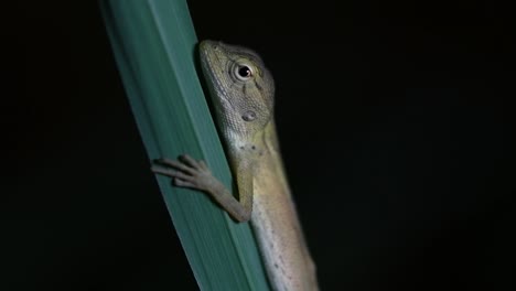 el lagarto de jardín oriental también se llama lagarto de jardín oriental, chupasangre y lagarto cambiable